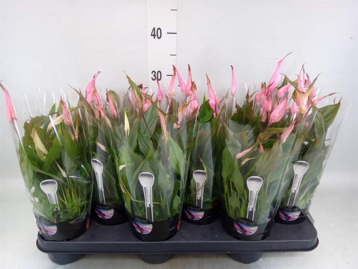<h4>SPATHIPHYLLUM  'CHOPIN' MAKE UPZ PI</h4>