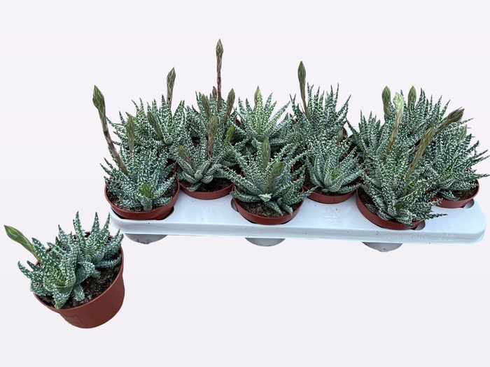 <h4>ALOE HUMILIS</h4>