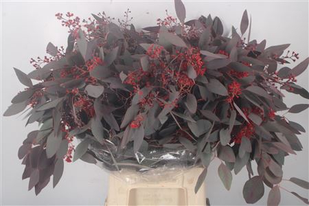 <h4>Euca Populus Berry V Red Flower</h4>