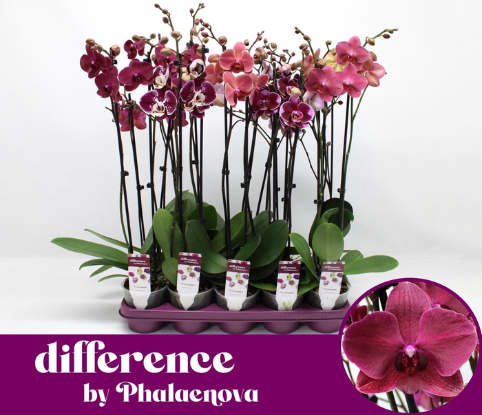 <h4>Phalaenopsis overig rood (meerdere</h4>