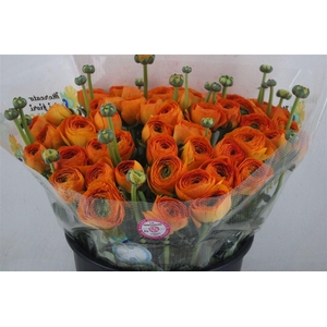 Ran Cloni Sup Lambada