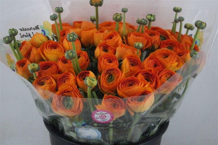 <h4>Ran Cloni Sup Lambada</h4>