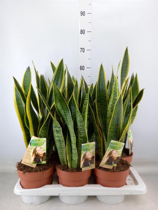 <h4>Sansevieria trifa. 'Laurentii'</h4>