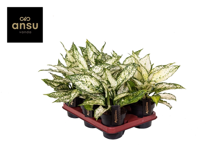 <h4>Aglaonema White Kiwi</h4>