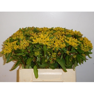 SEDUM OV