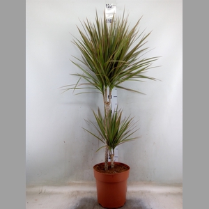 Dracaena marg. 'Bicolor'