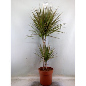 Dracaena marg. 'Bicolor'