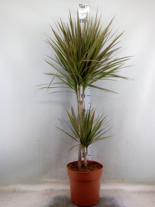 <h4>Dracaena marg. 'Bicolor'</h4>