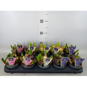 Hyacinthus orie. 'Multifl' ..mix 3