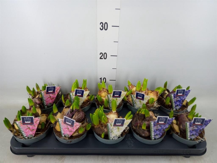 <h4>Hyacinthus orie. 'Multifl' ..mix 3</h4>