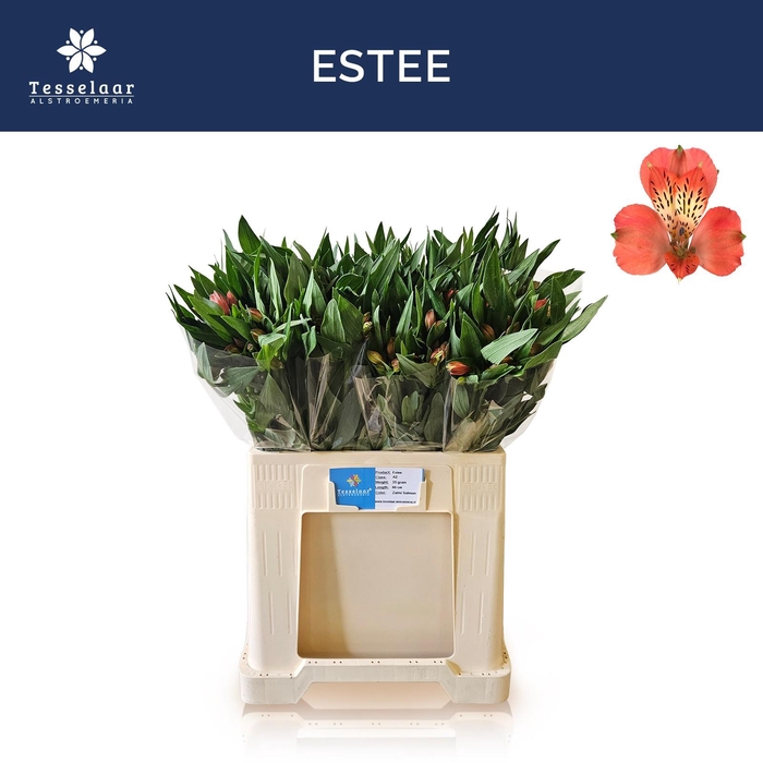 <h4>ALSTR ESTEE</h4>