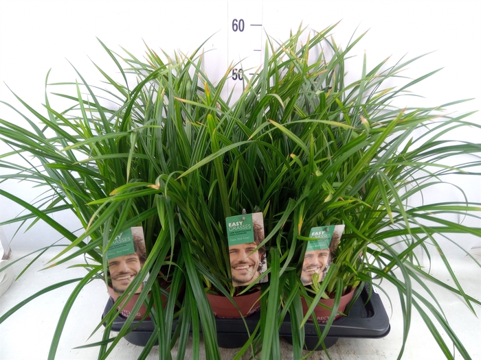 <h4>Carex morrowii</h4>