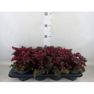 Heuchera   ...