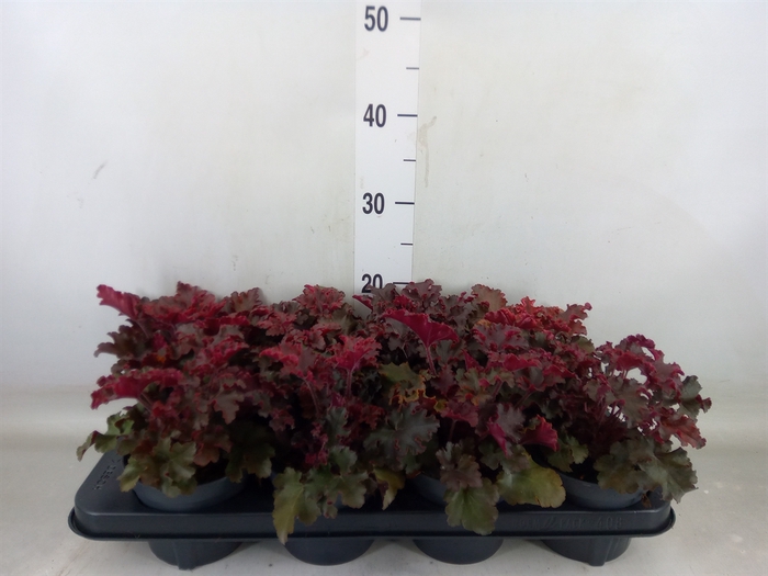<h4>Heuchera   ...</h4>