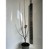 Malus Malus Golden Hornet