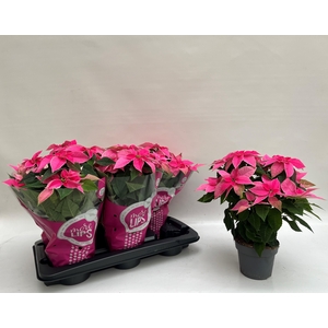 EUPHOR P PRI HO PINK