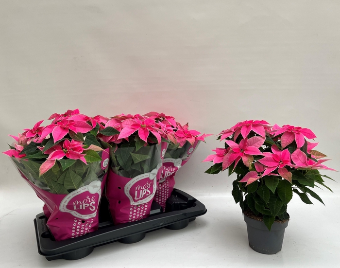 <h4>EUPHOR P PRI HO PINK</h4>