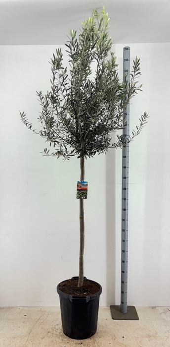 <h4>OLEA EUROPAEA</h4>