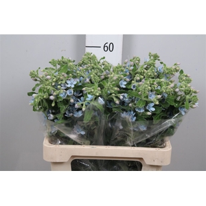 Oxy Co Tan Pure Blu
