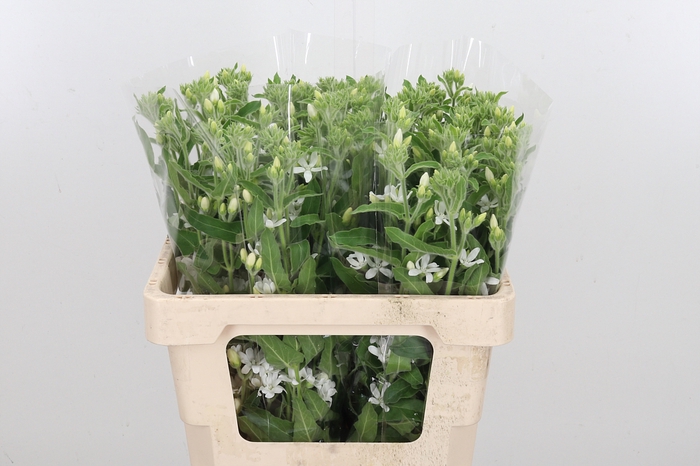 <h4>Oxypetal Alba Hollandse</h4>