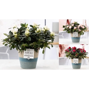 1st class Azalea mix in P&PURE Fashionpot Valerie