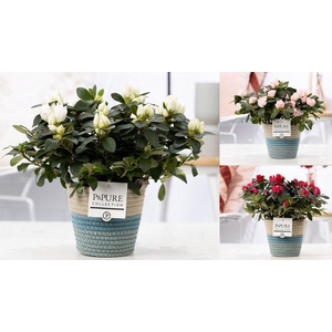 1st class Azalea mix in P&PURE Fashionpot Valerie