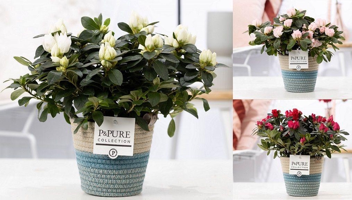 <h4>1st class Azalea mix in P&PURE Fashionpot Valerie</h4>