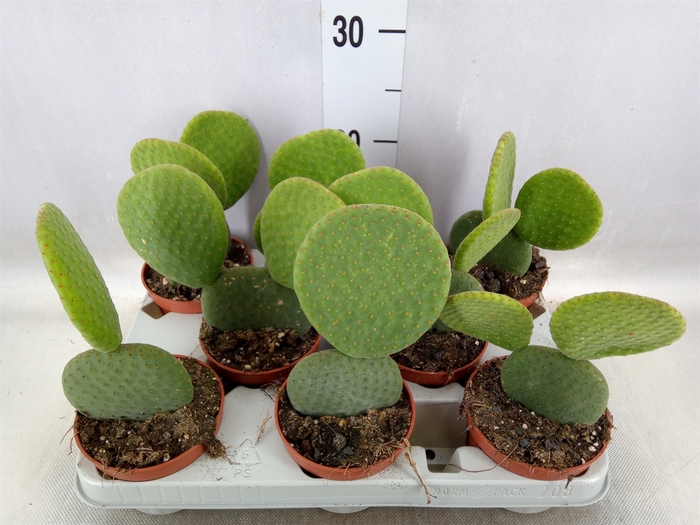 <h4>Opuntia</h4>