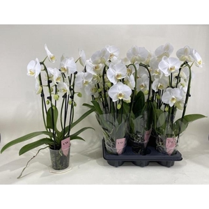PHAL CASCADE WHITE 3 TAK