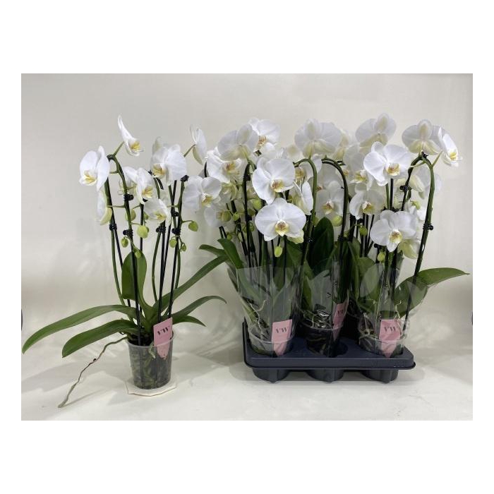 <h4>PHAL AN GLASGOW</h4>