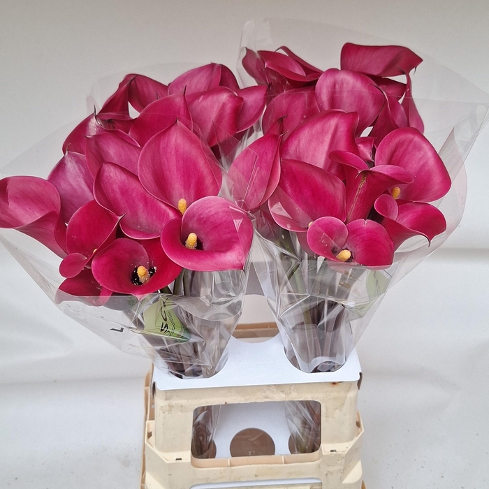 <h4>ZANT BEIJING</h4>