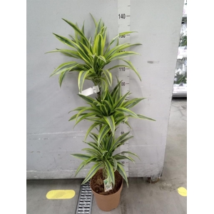 Dracaena fr de 'LemonLime'