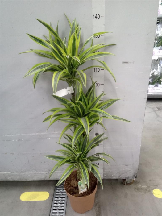 <h4>Dracaena fr de 'LemonLime'</h4>