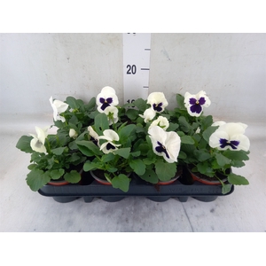 Viola wr. 'Colossus White wBlotch'