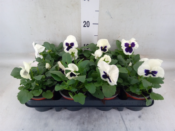 <h4>Viola wr. 'Colossus White wBlotch'</h4>