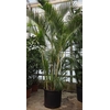 Chrysalidocarpus