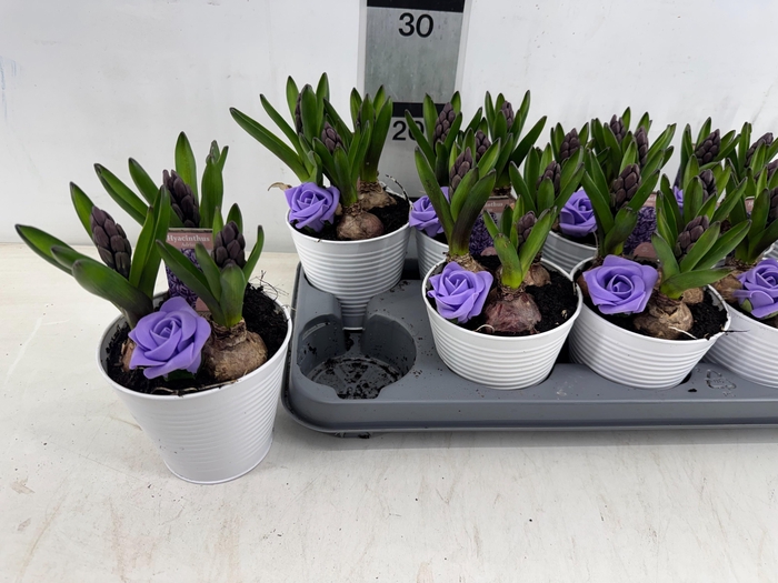 <h4>ARR HYACINTH</h4>