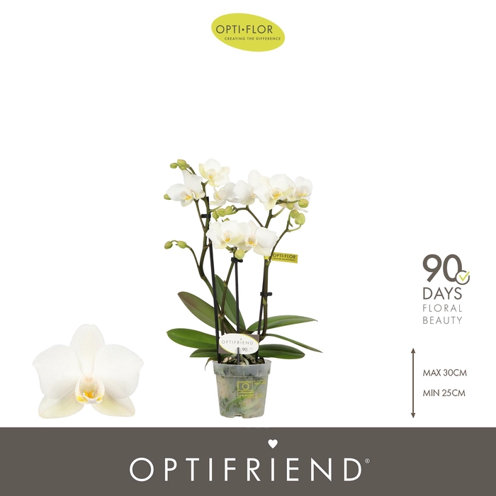 <h4>Optifriend White 3 spike</h4>