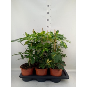 Schefflera arbor. 'Gold Capella'