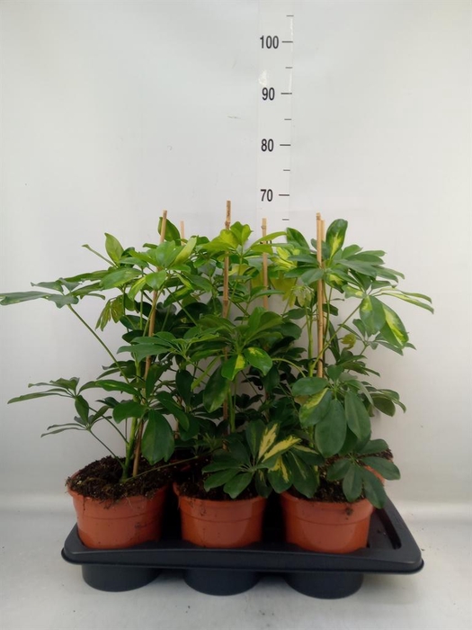 <h4>Schefflera arbor. 'Gold Capella'</h4>