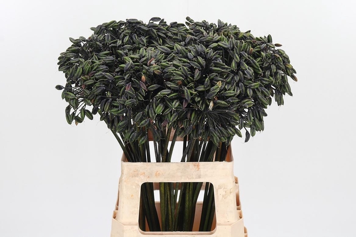 <h4>Agapanthus Intermedia</h4>