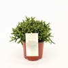 Rhipsalis burchellii