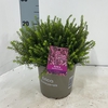 Erica darleyensis Jenny Porter