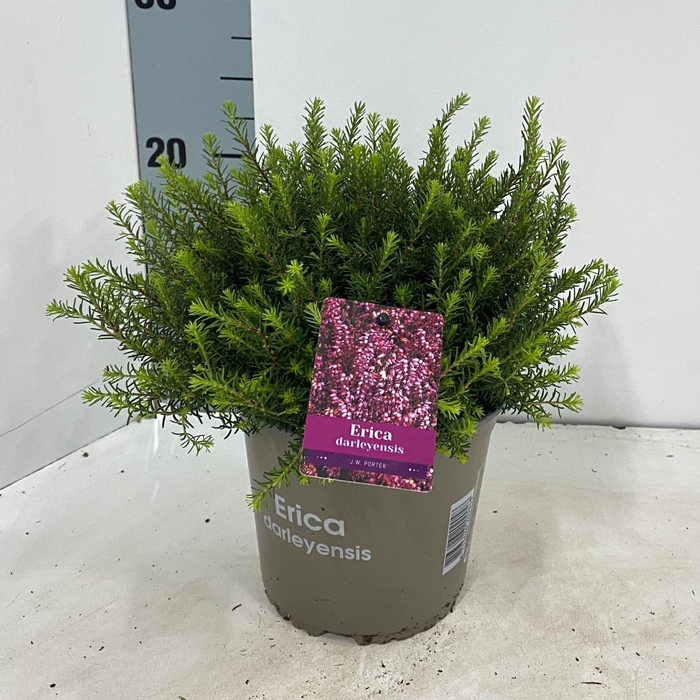 <h4>Erica darleyensis Jenny Porter</h4>