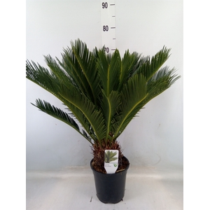 Cycas revoluta