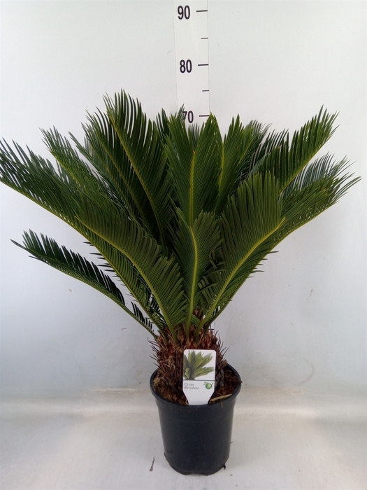 <h4>Cycas revoluta</h4>