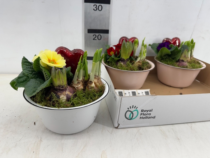 <h4>ARR PL IN SCHAAL</h4>