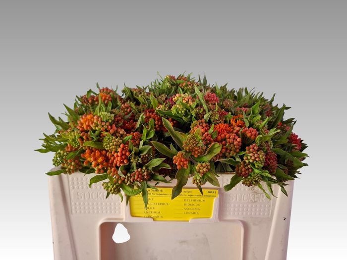 <h4>ASCL TUBEROSA</h4>