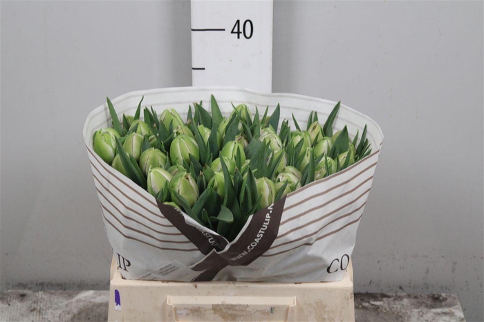 <h4>Tu Du Katinka</h4>