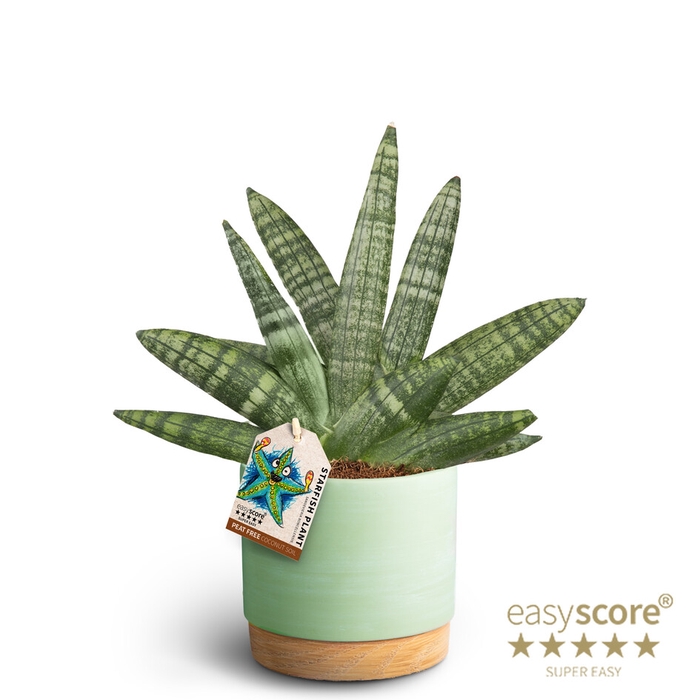 SANSEVIERIA BONCELLENSIS P12